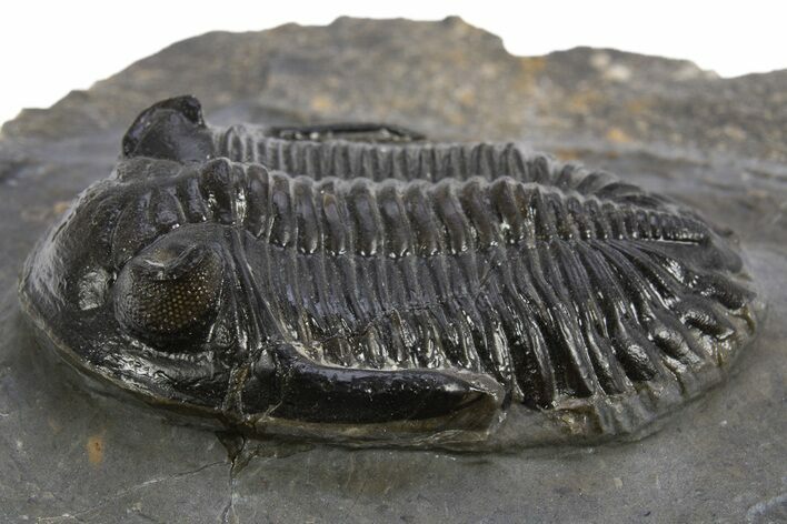 Hollardops Trilobite Fossil - Ofaten, Morocco #319943